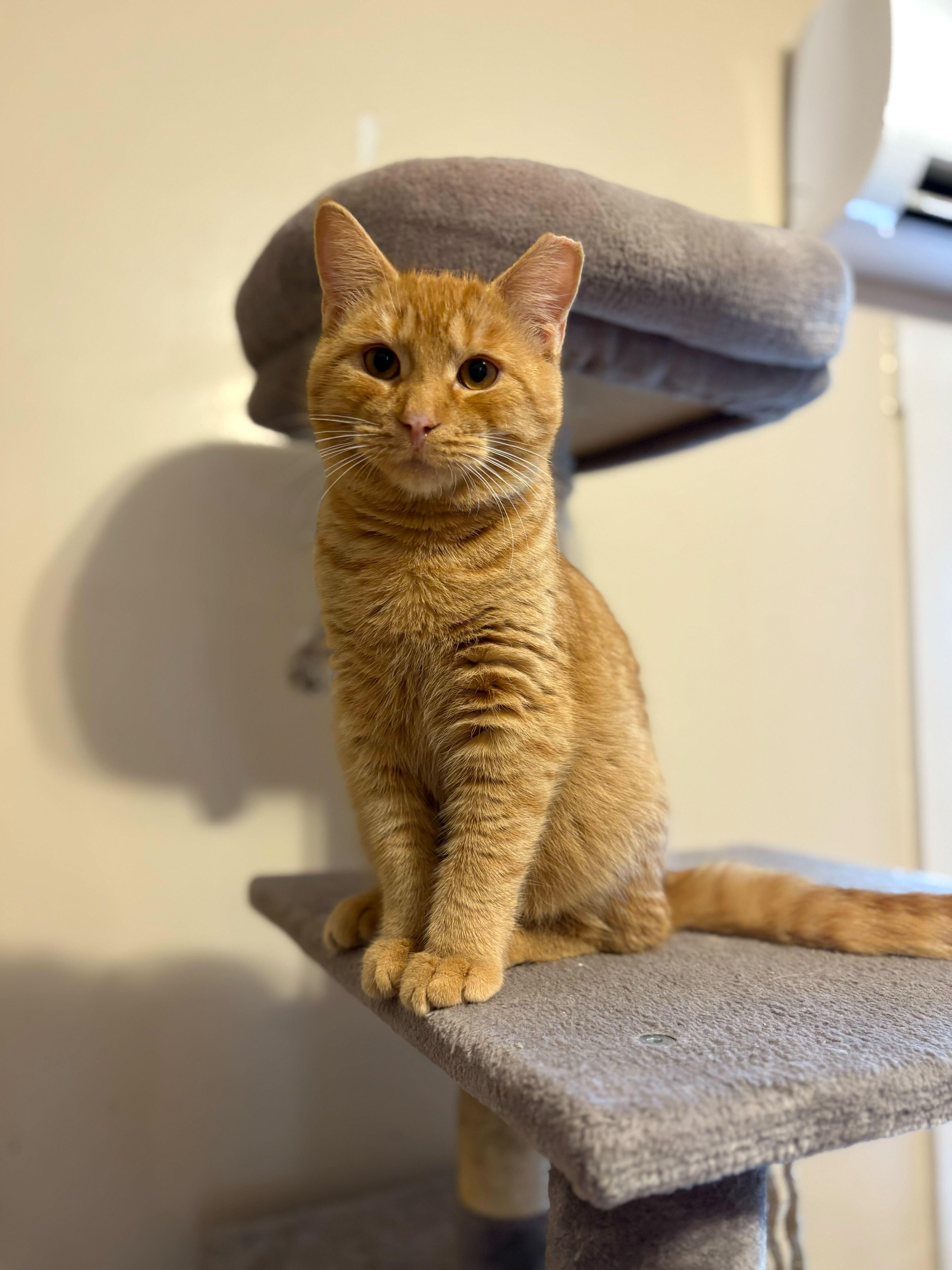 Connor, an adoptable Domestic Short Hair in New Bedford, MA image 3/3