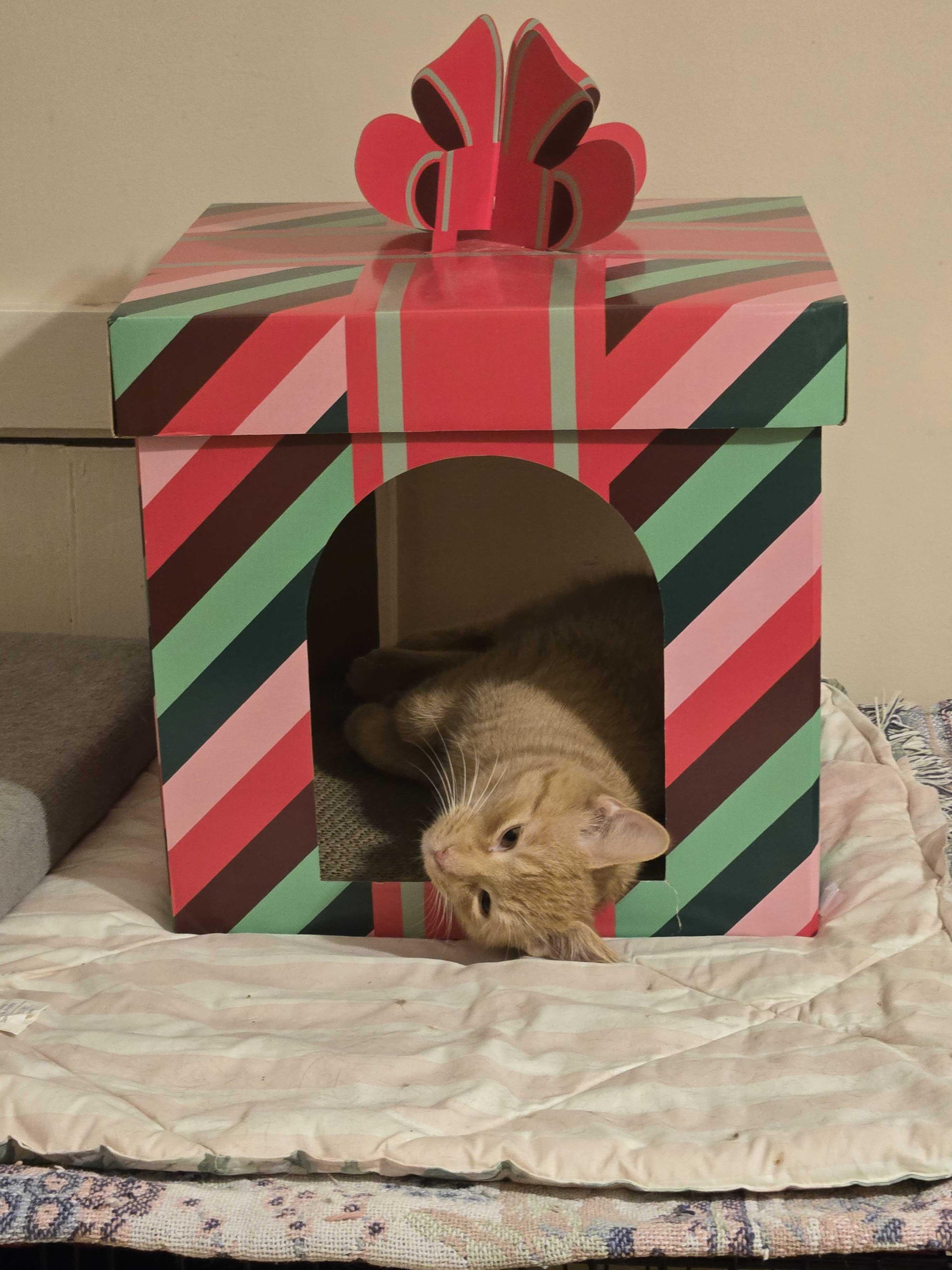 Connor, an adoptable Domestic Short Hair in New Bedford, MA image 2/3