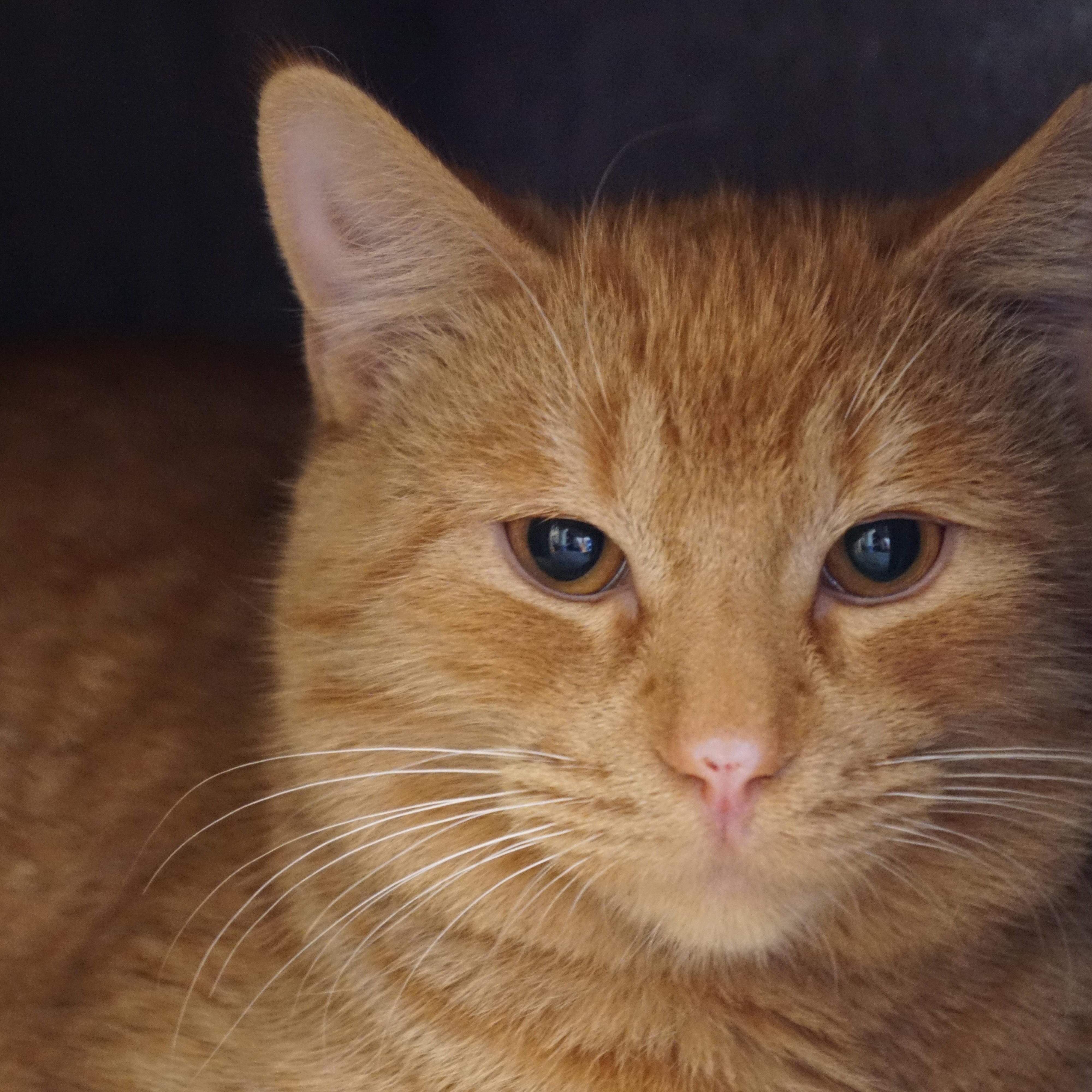 Connor, adoptable, Young Male Domestic Short Hair.