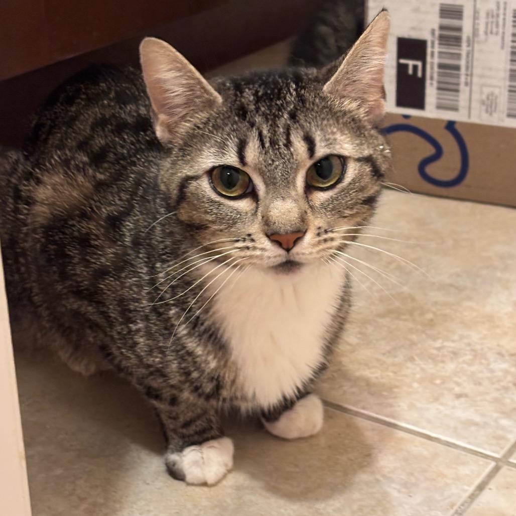 Nelli, Adoptable, Adult Female Domestic Short Hair.
