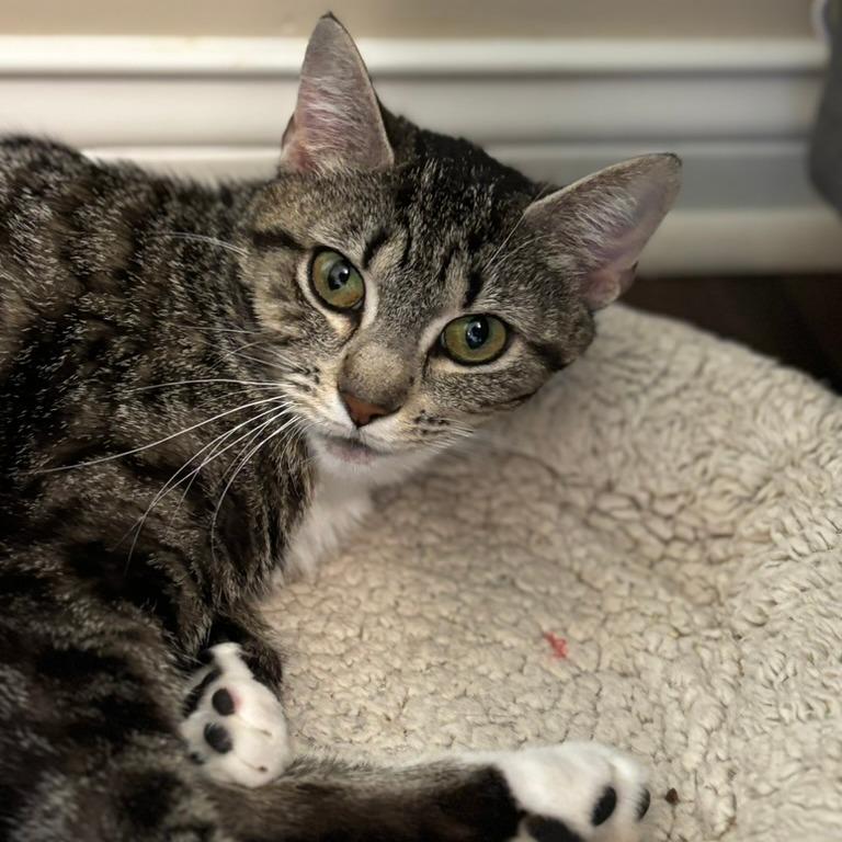 Enlarge Nelli, a Adoptable Domestic Short Hair in Carmel, IN image 2/6