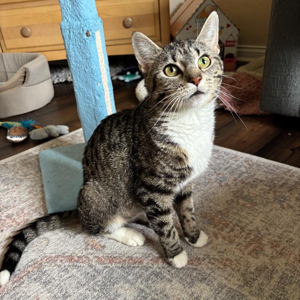 Enlarge Nelli, a Adoptable Domestic Short Hair in Carmel, IN image 3/6