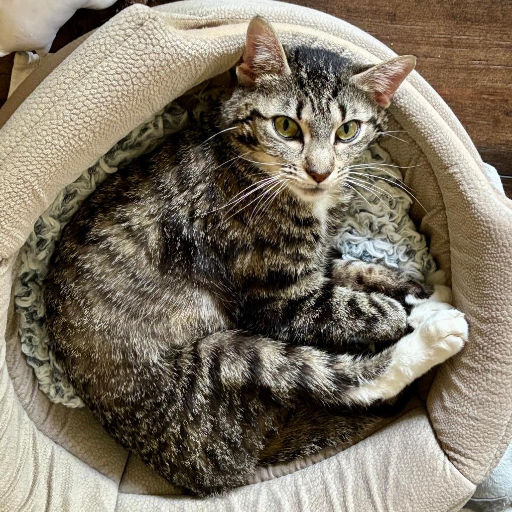 Enlarge Nelli, a Adoptable Domestic Short Hair in Carmel, IN image 4/6