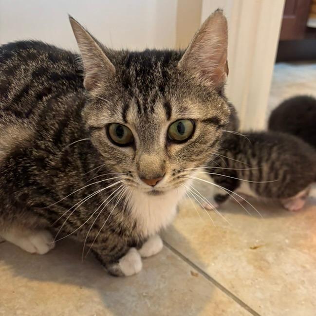 Enlarge Nelli, a Adoptable Domestic Short Hair in Carmel, IN image 5/6