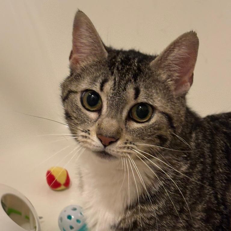 Enlarge Nelli, a Adoptable Domestic Short Hair in Carmel, IN image 6/6