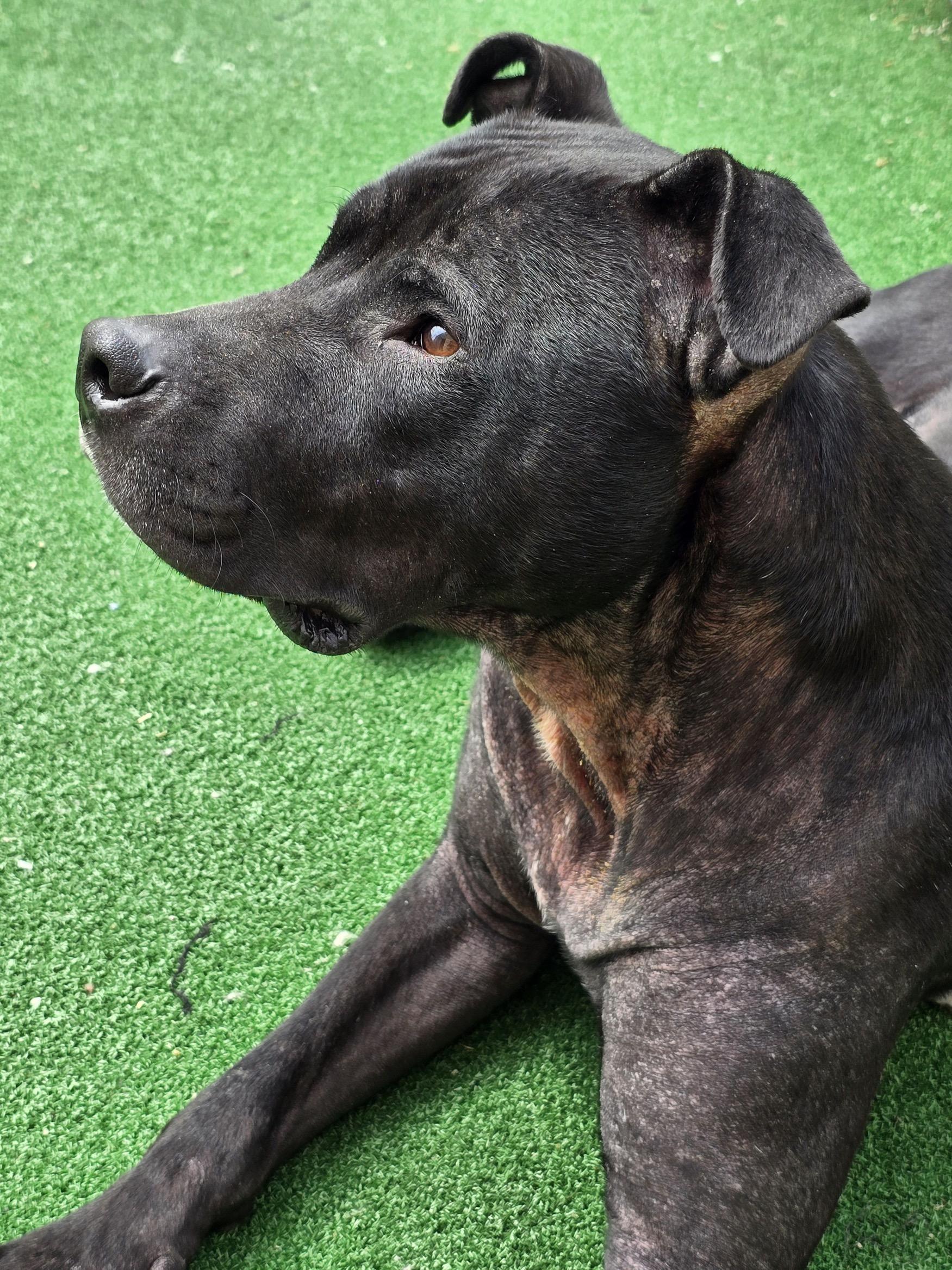 Finn, ADOPTABLE, Adult Male Pit Bull Terrier & Labrador Retriever.