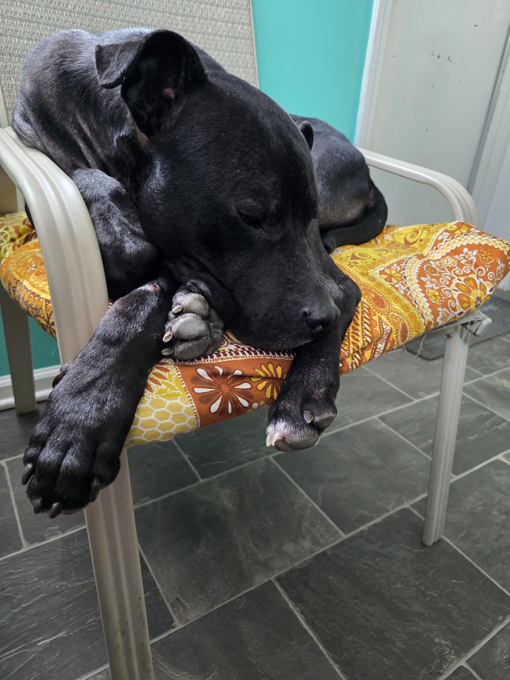 Enlarge Finn, a ADOPTABLE mixed breed in Circleville, OH image 3/5