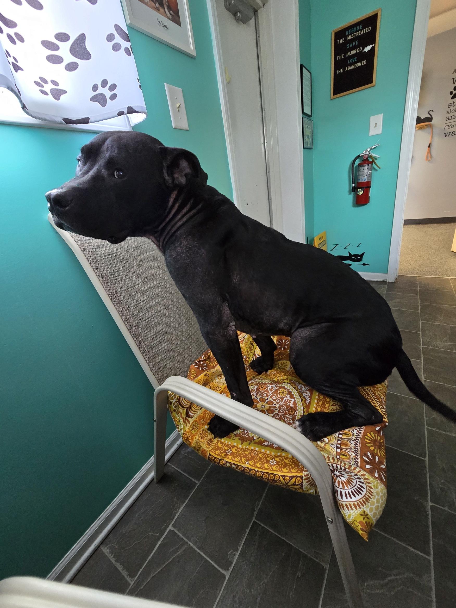 Enlarge Finn, a ADOPTABLE mixed breed in Circleville, OH image 4/5