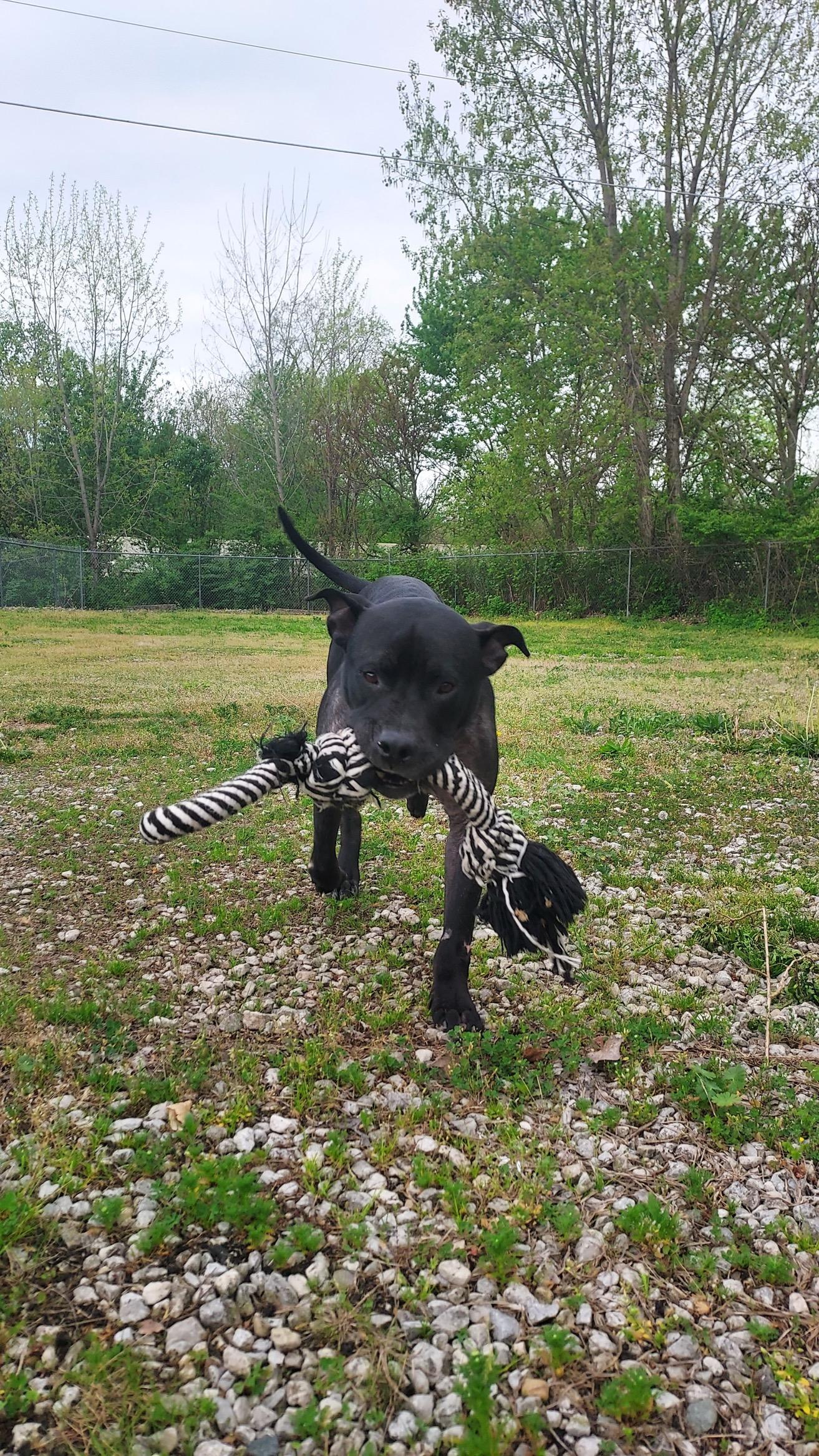 Enlarge Finn, a ADOPTABLE mixed breed in Circleville, OH image 2/5