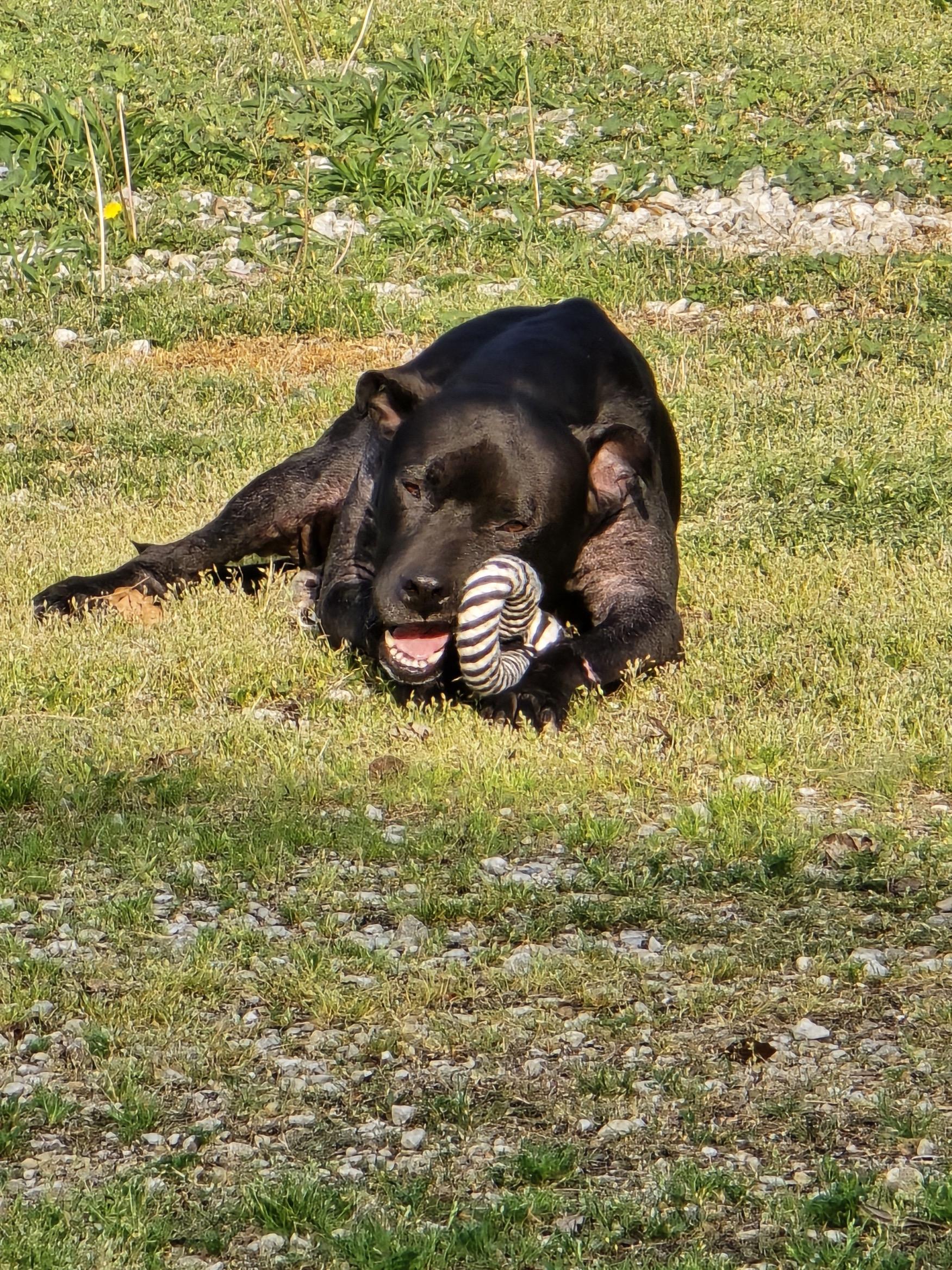 Enlarge Finn, a ADOPTABLE mixed breed in Circleville, OH image 5/5