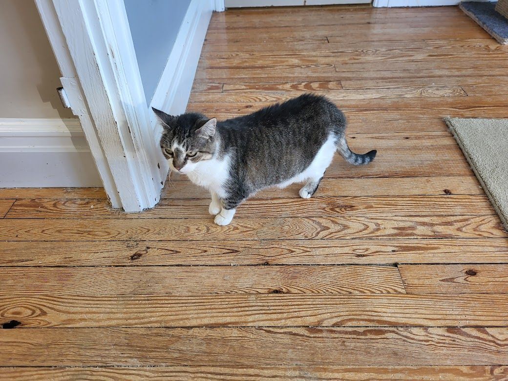 Bella, Adoptable, Adult Female Domestic Short Hair & Tabby.