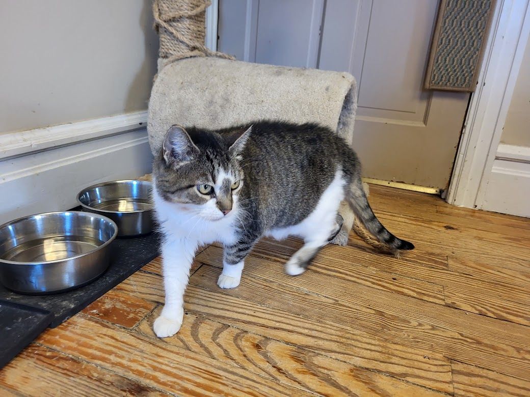 Bella, a Adoptable mixed breed in Allentown, PA image 2/3