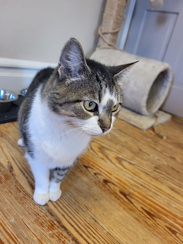 Bella, a Adoptable mixed breed in Allentown, PA image 3/3