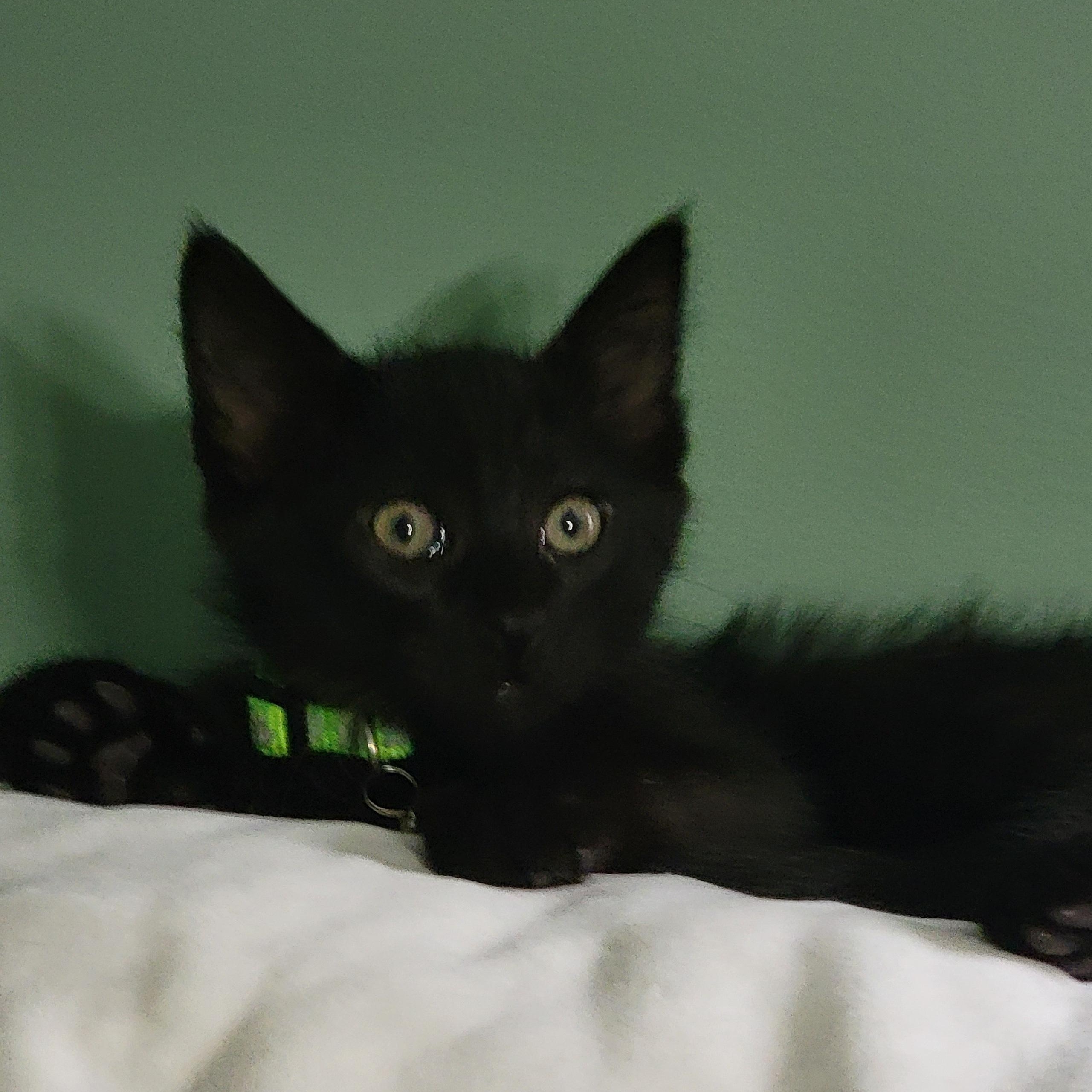 Fester, Baby Male unknown