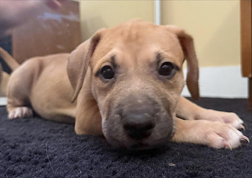 Enlarge Penny, a Adoptable mixed breed in Redlands, CA image 1/1