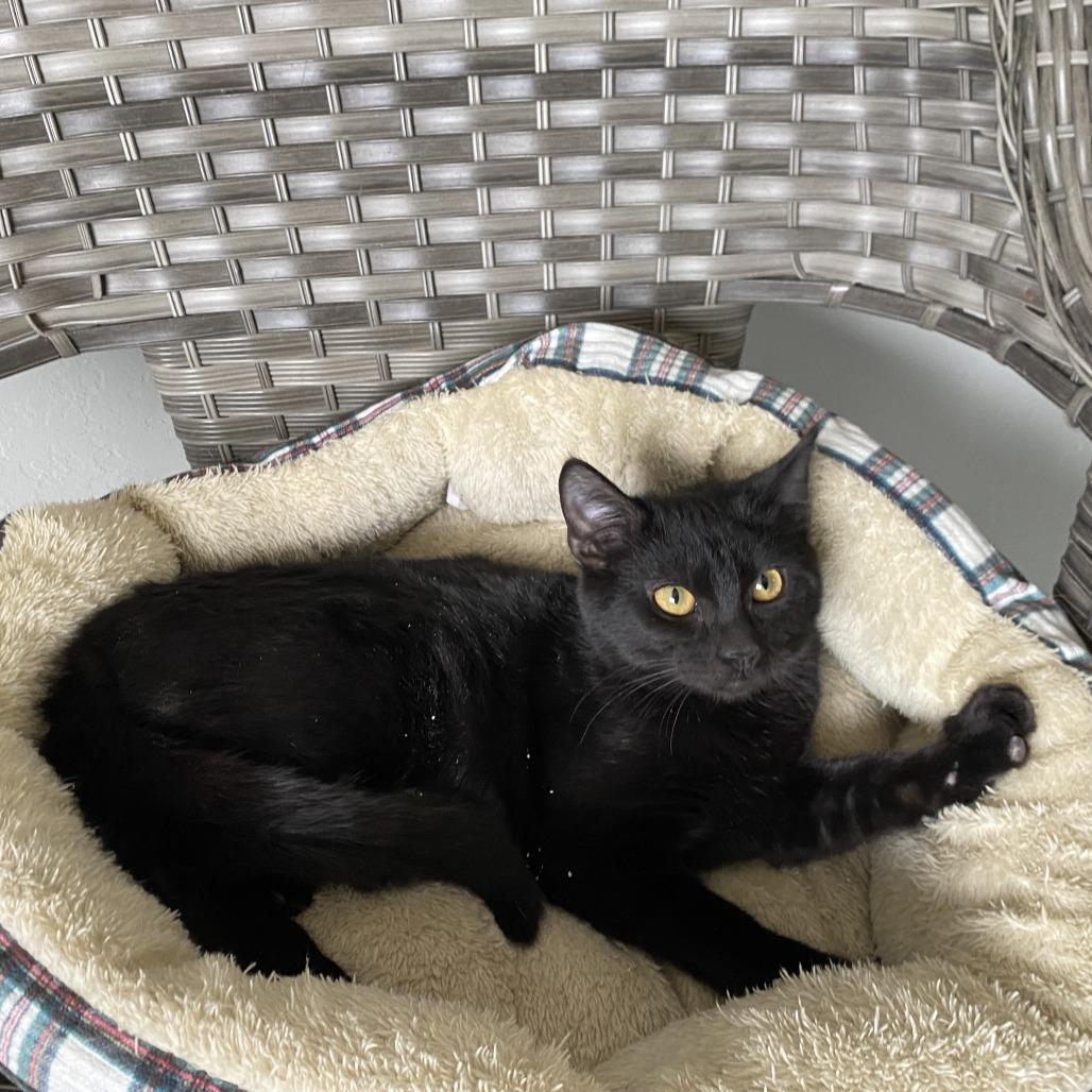 Bruno Mars, a Adoptable American Shorthair in Ponca City, OK image 1/6