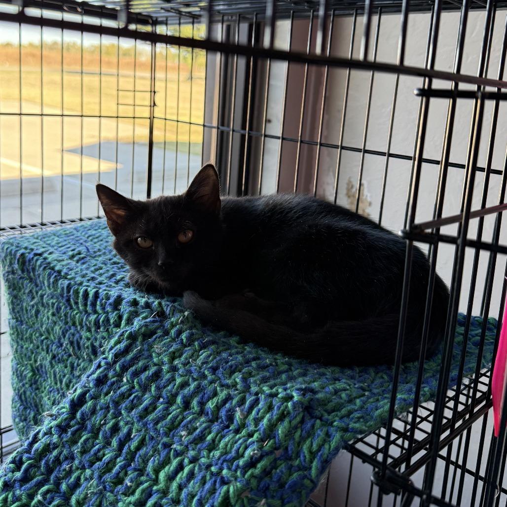 Bruno Mars, a Adoptable American Shorthair in Ponca City, OK image 2/6