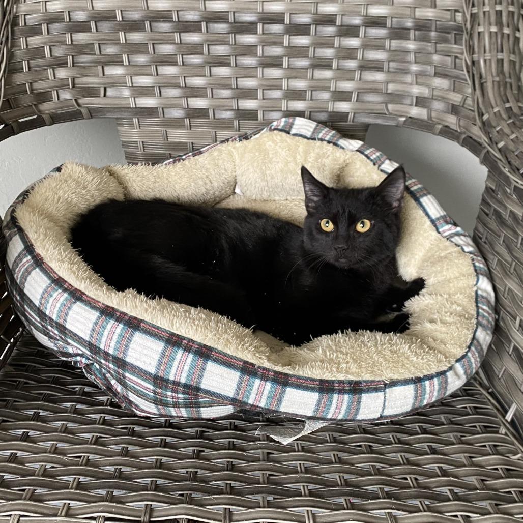 Bruno Mars, a Adoptable American Shorthair in Ponca City, OK image 3/6