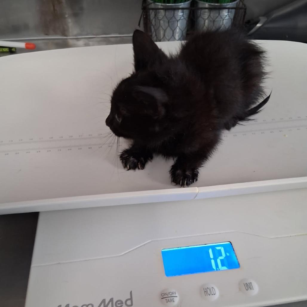 Bruno Mars, a Adoptable American Shorthair in Ponca City, OK image 4/6