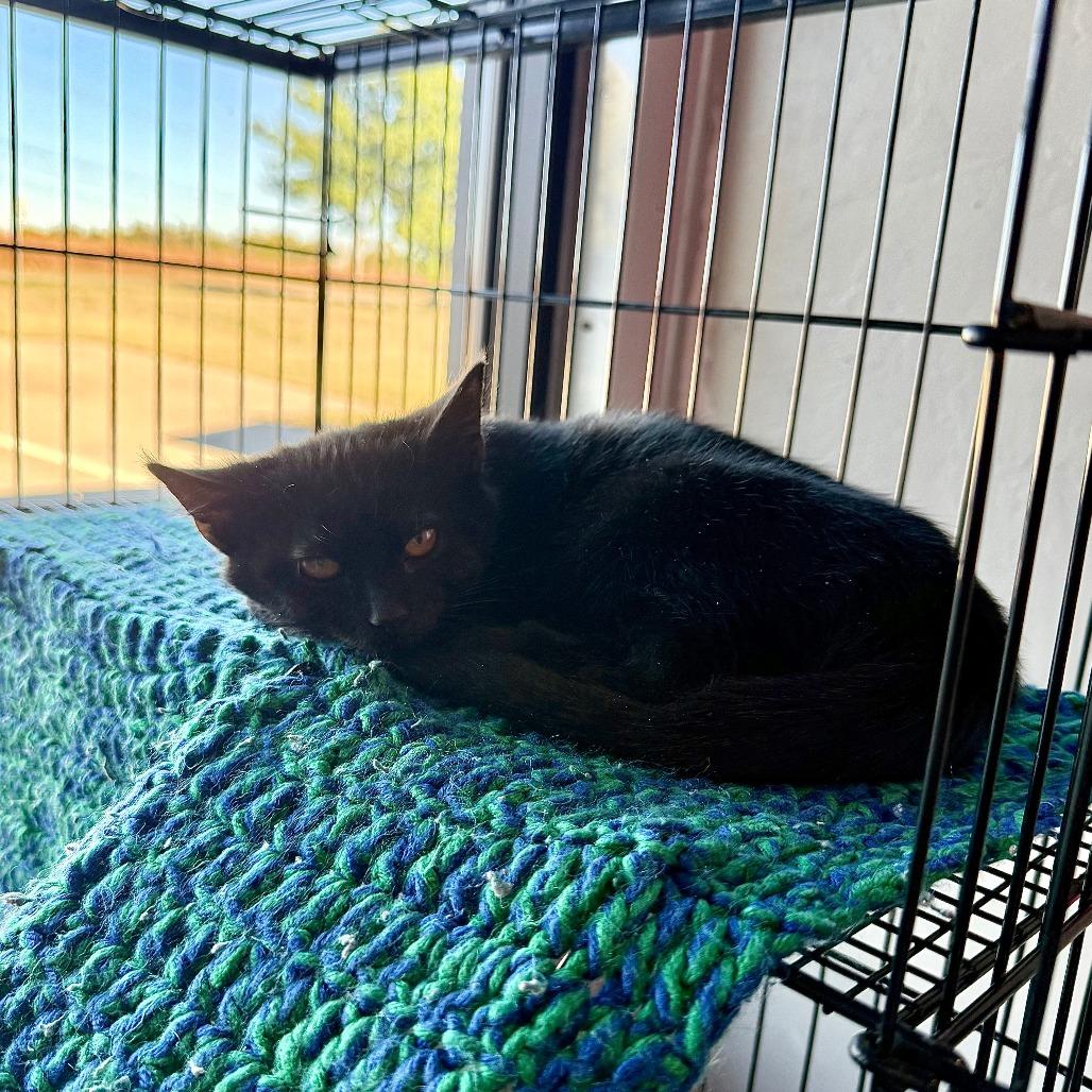 Bruno Mars, a Adoptable American Shorthair in Ponca City, OK image 6/6