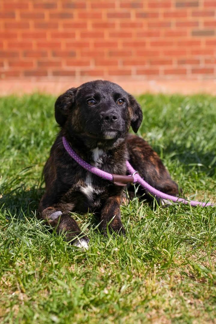Persephone, ADOPTABLE, Young Female Shepherd.