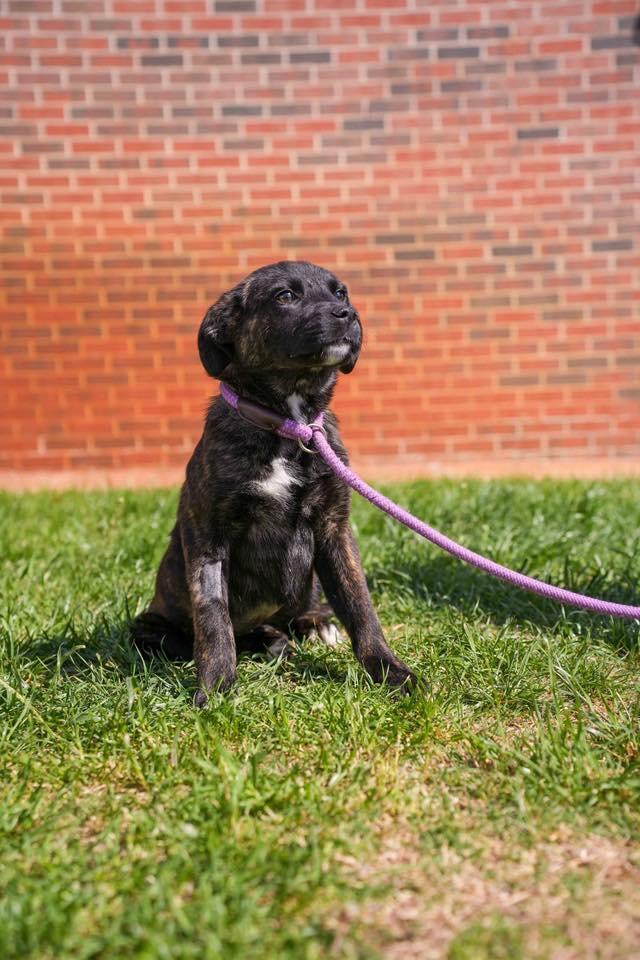 Enlarge Persephone, a ADOPTABLE mixed breed in Stillwater, OK image 2/2