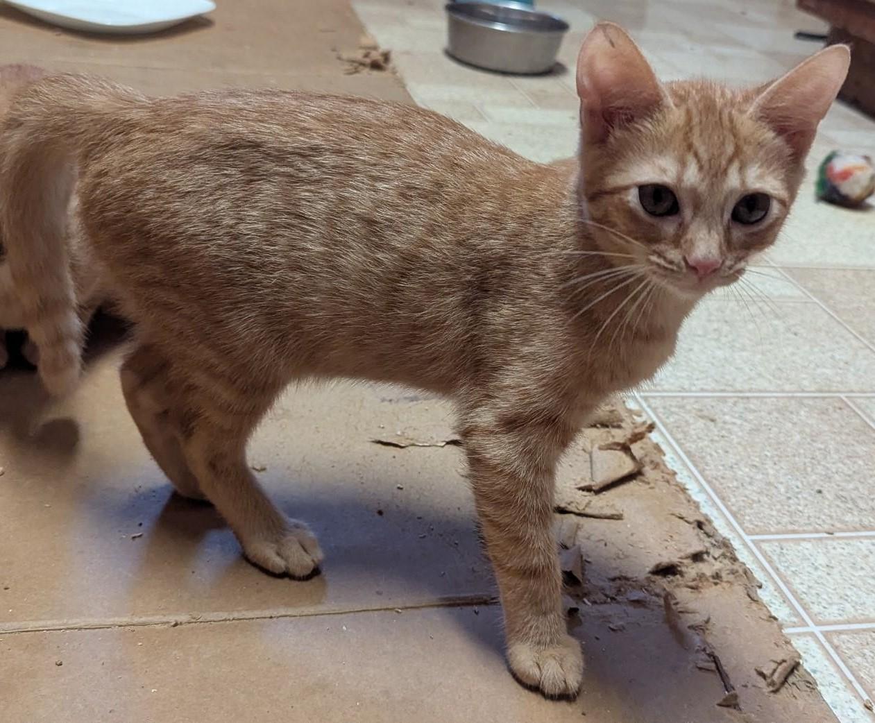 Cheeto, Adopted, Kitten Male Domestic Short Hair & Tabby.