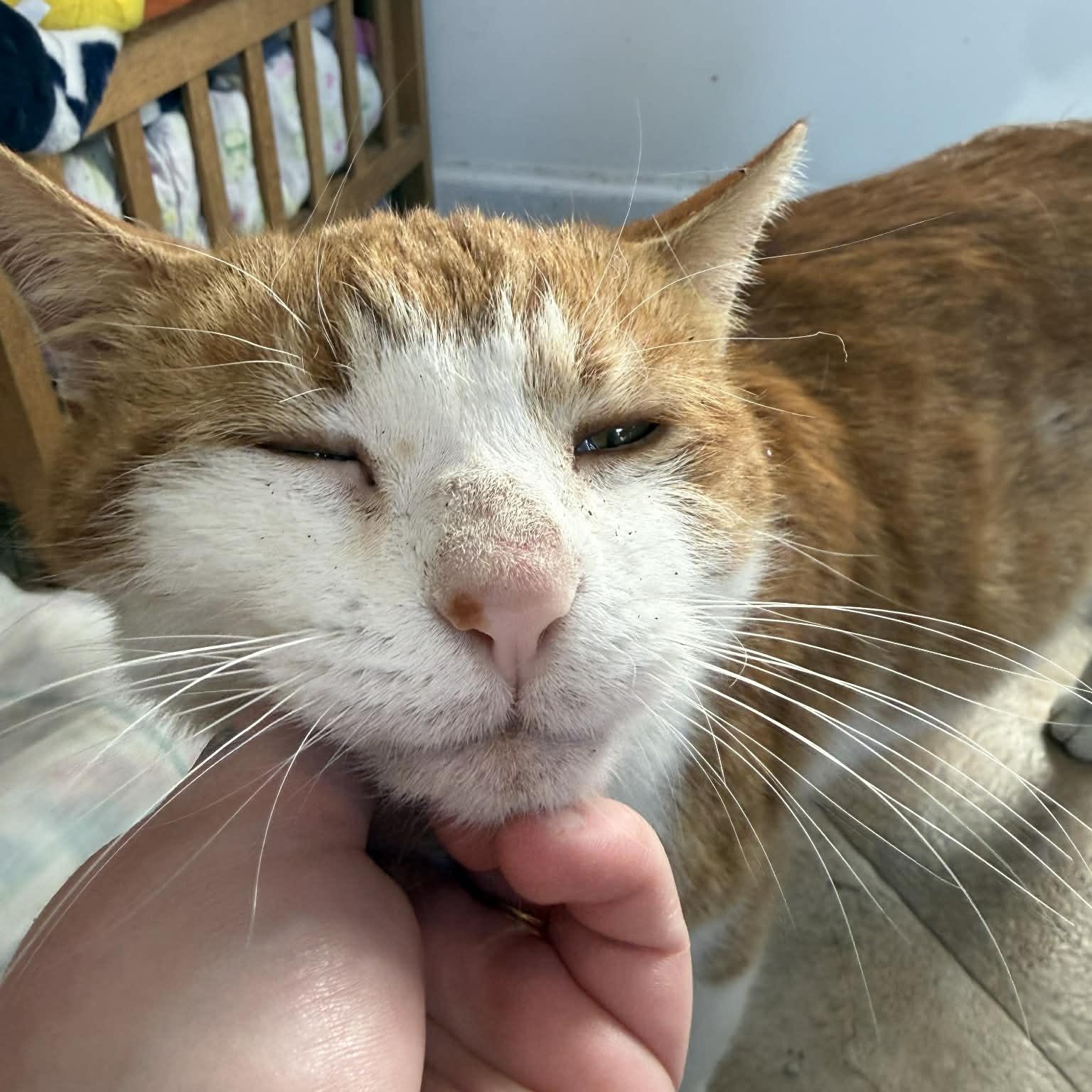 Enlarge Casanova, an adopted Domestic Short Hair in St. Marys, WV image 3/3