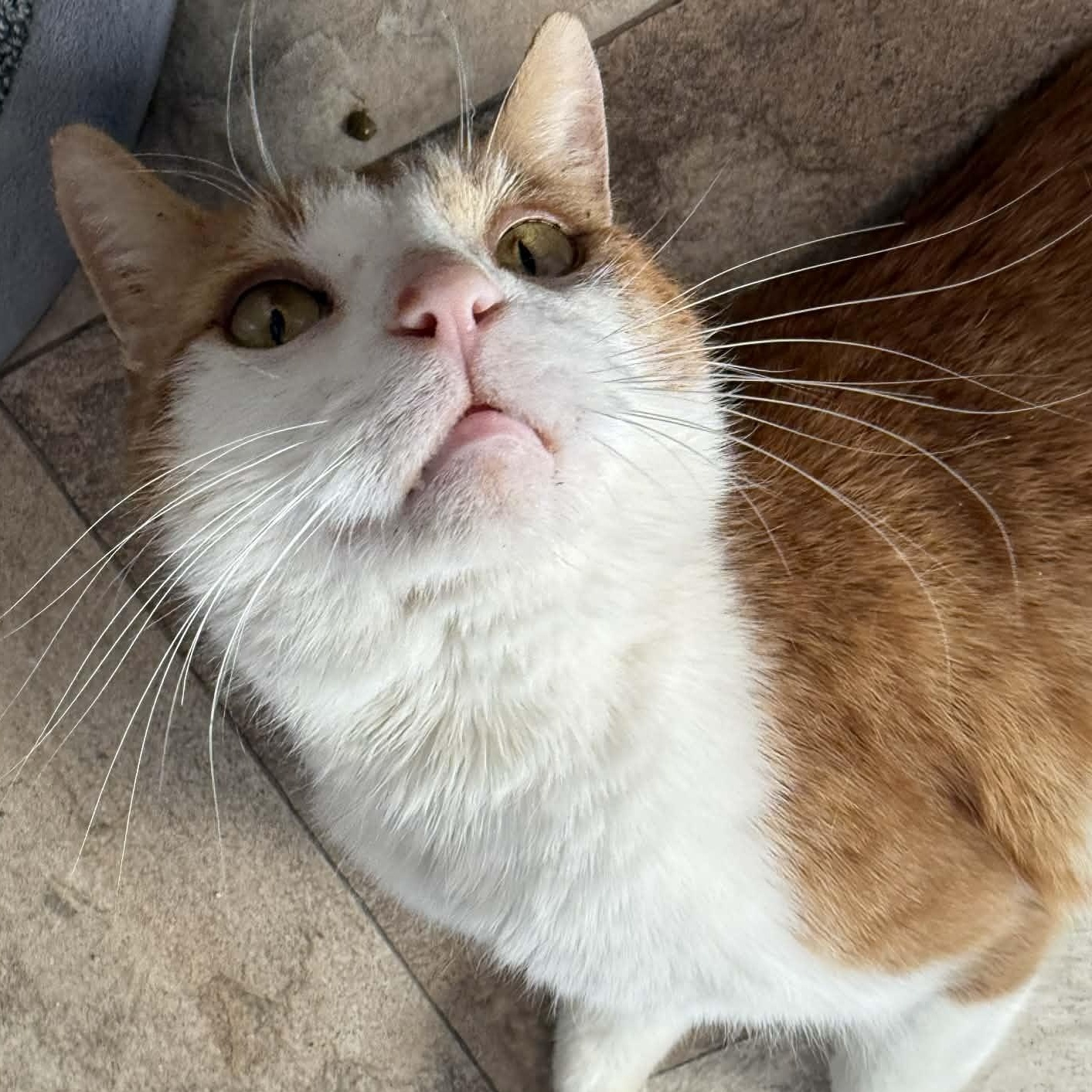 Enlarge Casanova, an adopted Domestic Short Hair in St. Marys, WV image 2/3