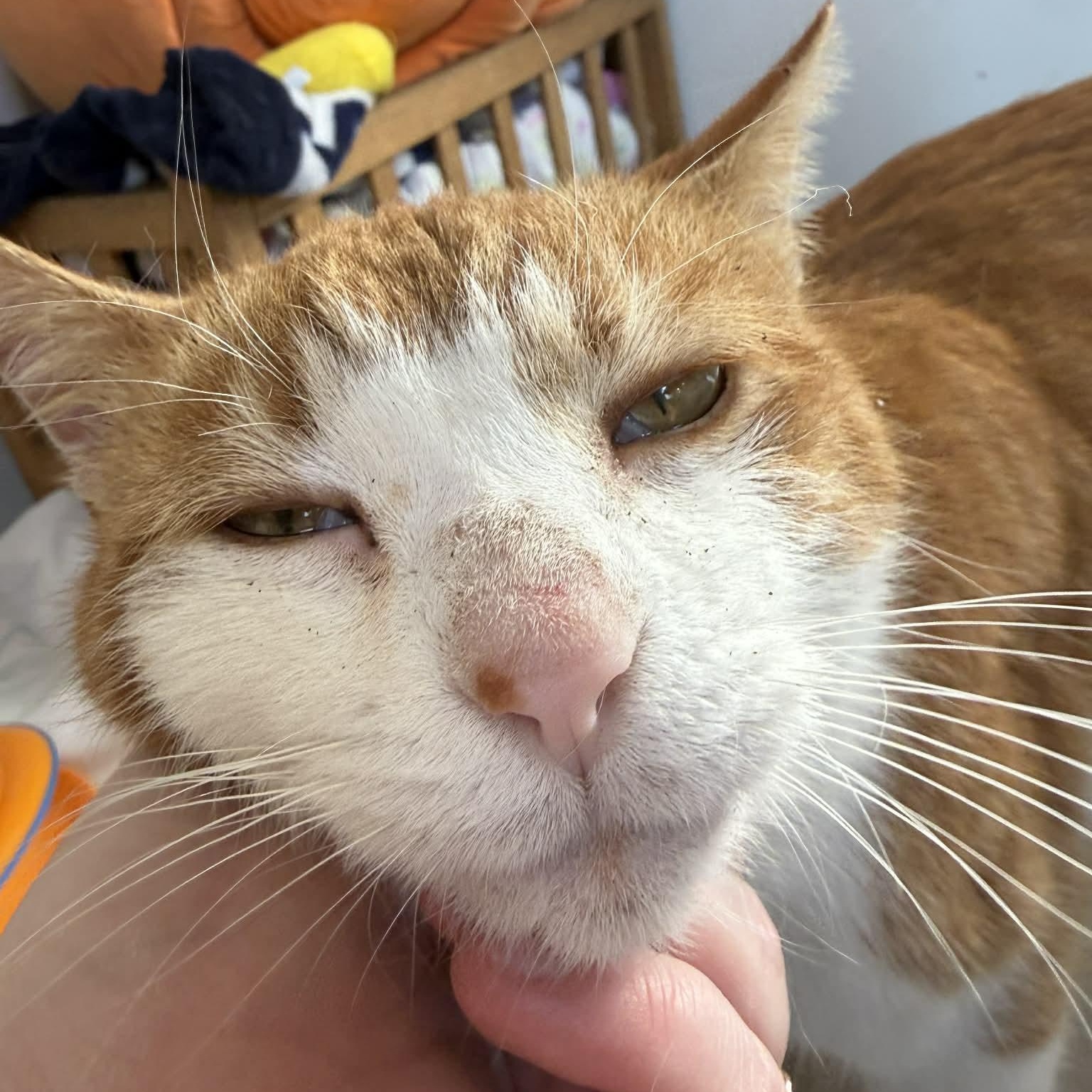 Enlarge Casanova, an adopted Domestic Short Hair in St. Marys, WV image 1/3