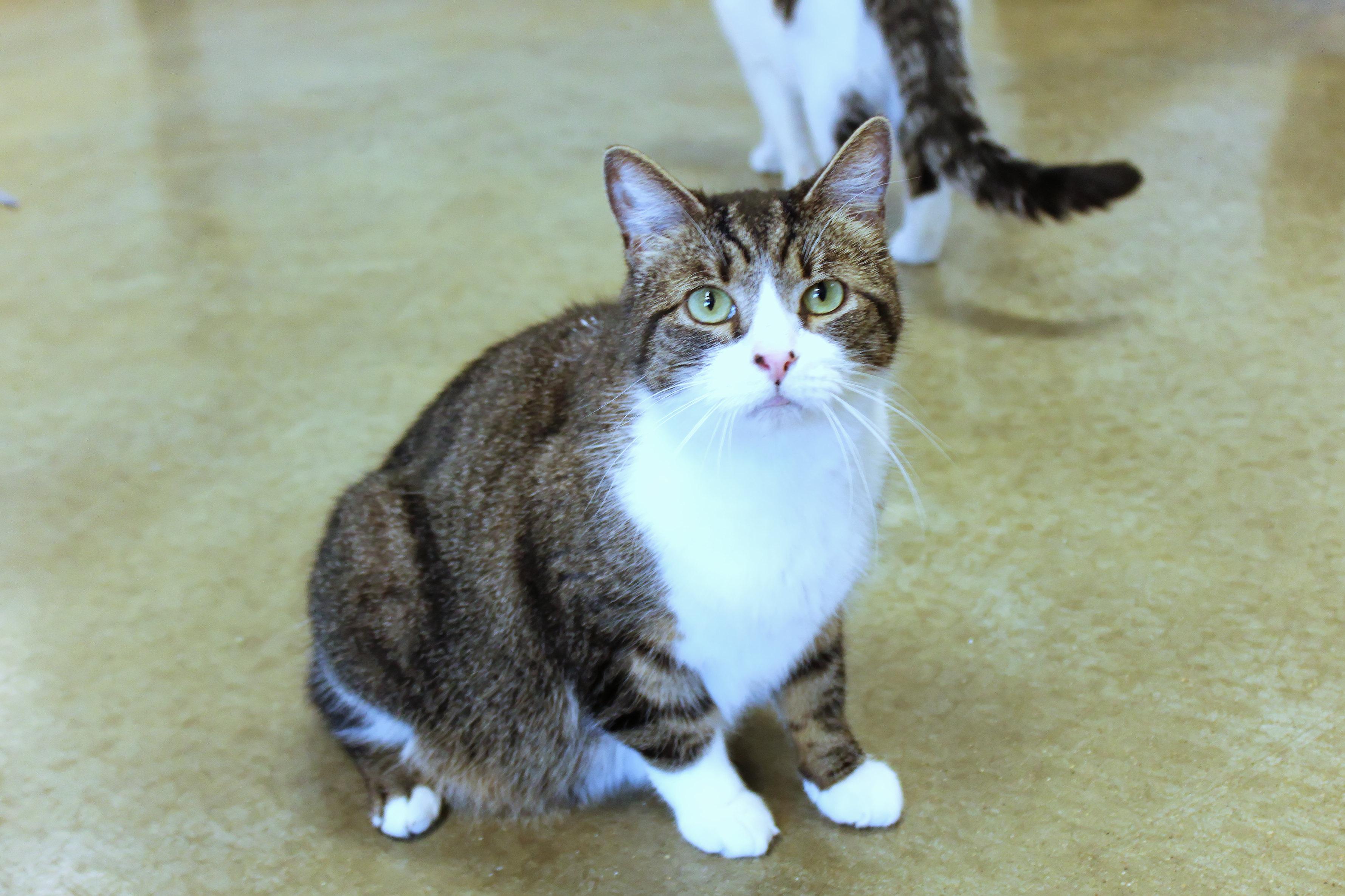 Jackson, adopted, Adult Male Domestic Short Hair.