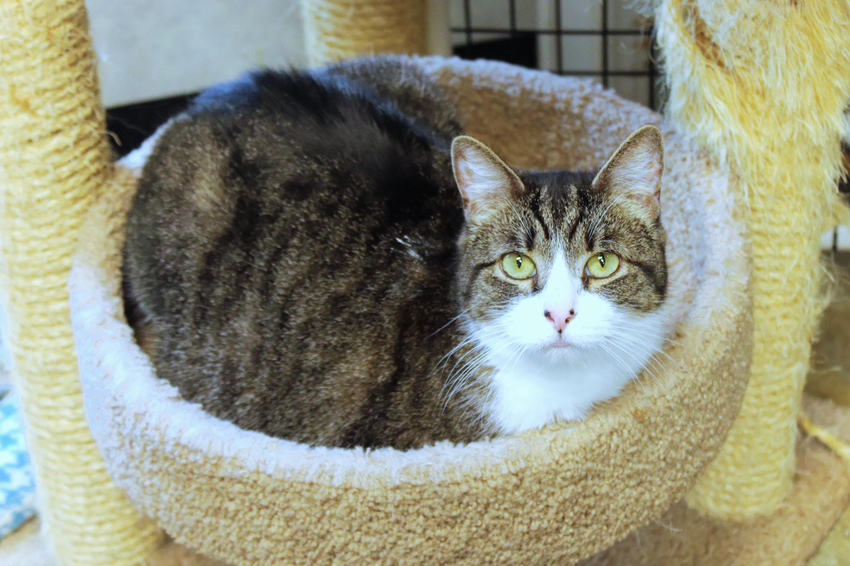 Enlarge Jackson, an adopted Domestic Short Hair in Urbana, OH image 3/6