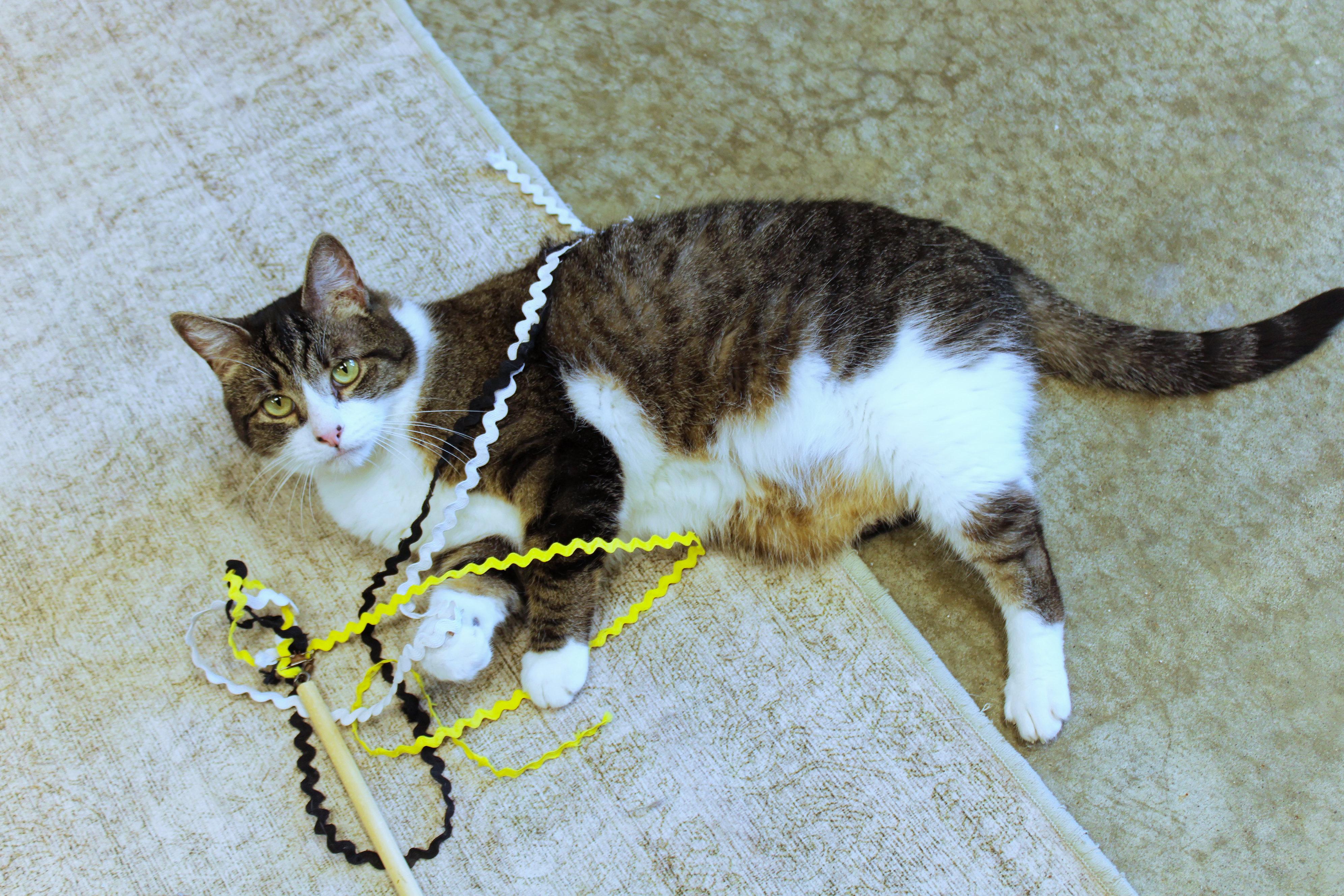 Enlarge Jackson, an adopted Domestic Short Hair in Urbana, OH image 5/6