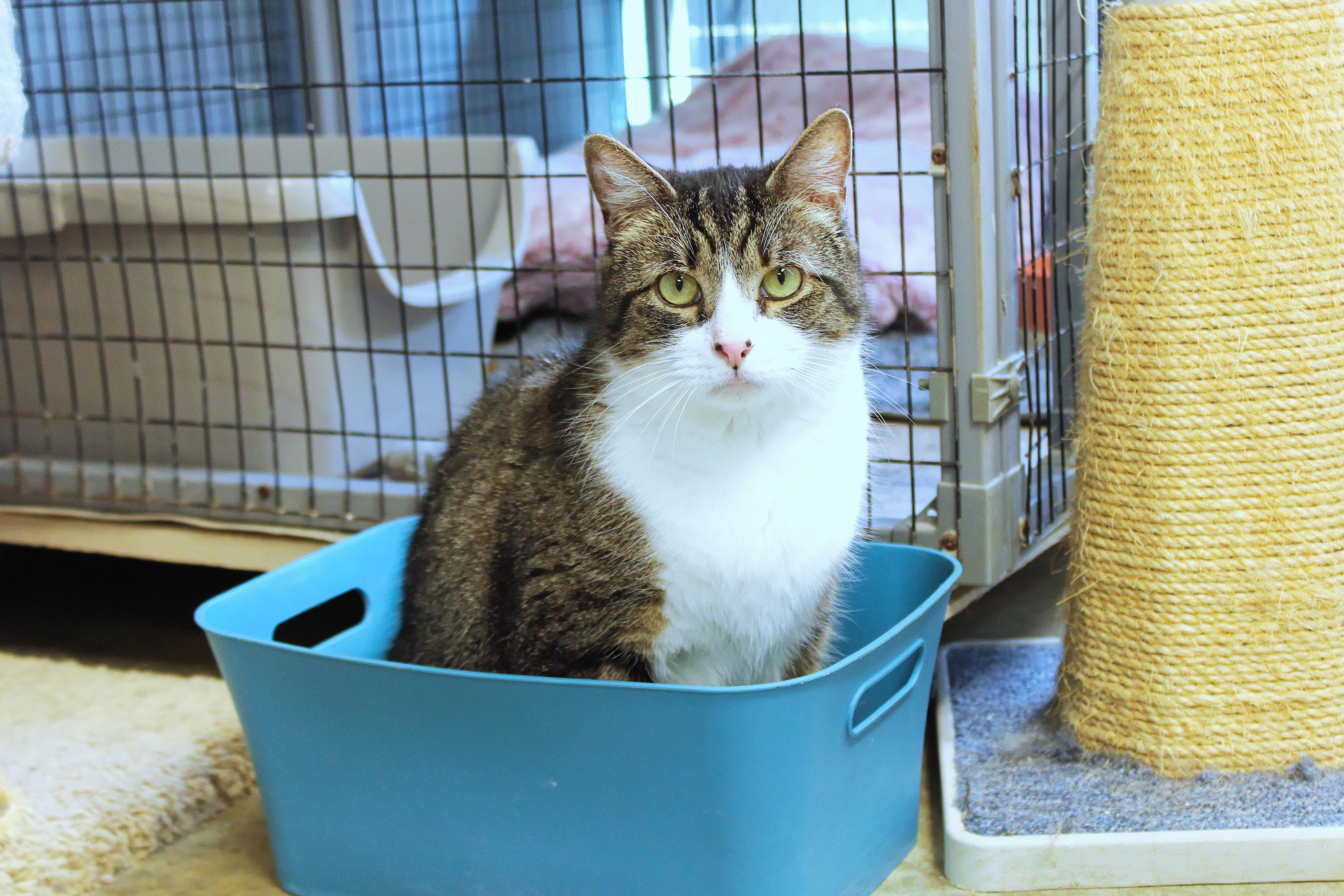 Enlarge Jackson, an adopted Domestic Short Hair in Urbana, OH image 2/6