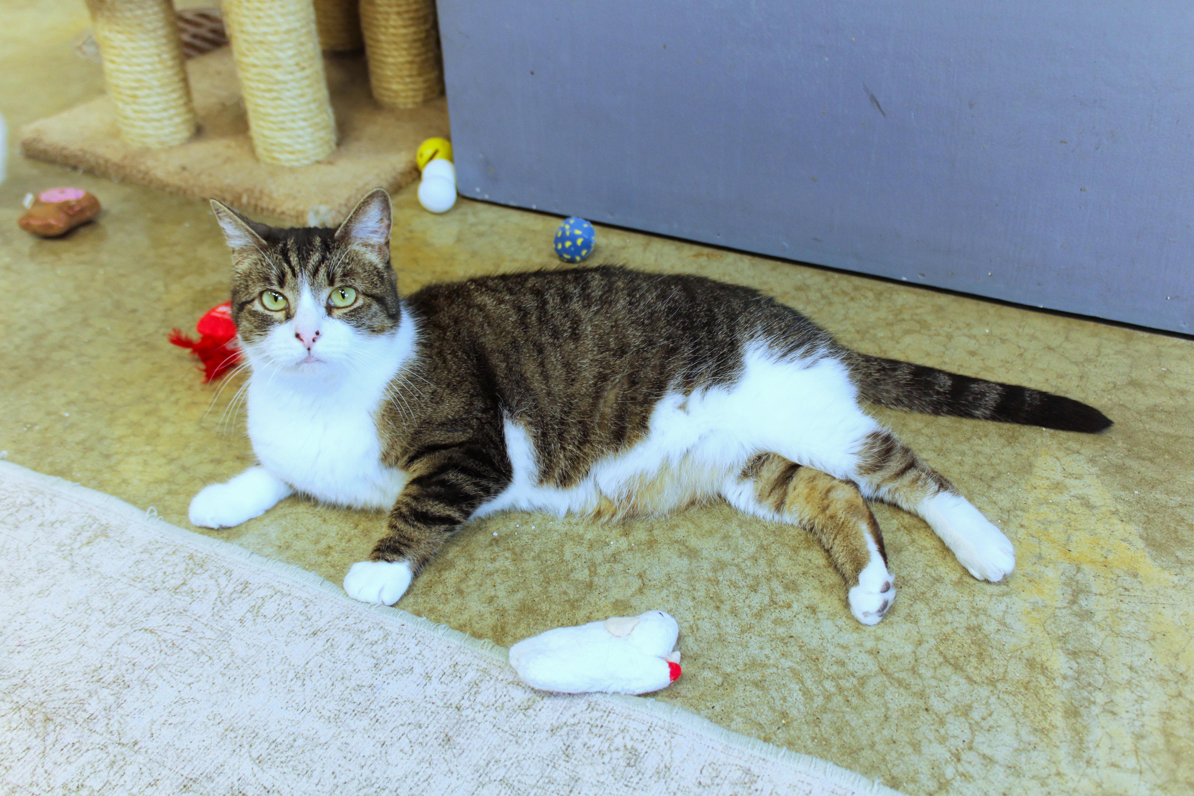 Enlarge Jackson, an adopted Domestic Short Hair in Urbana, OH image 6/6