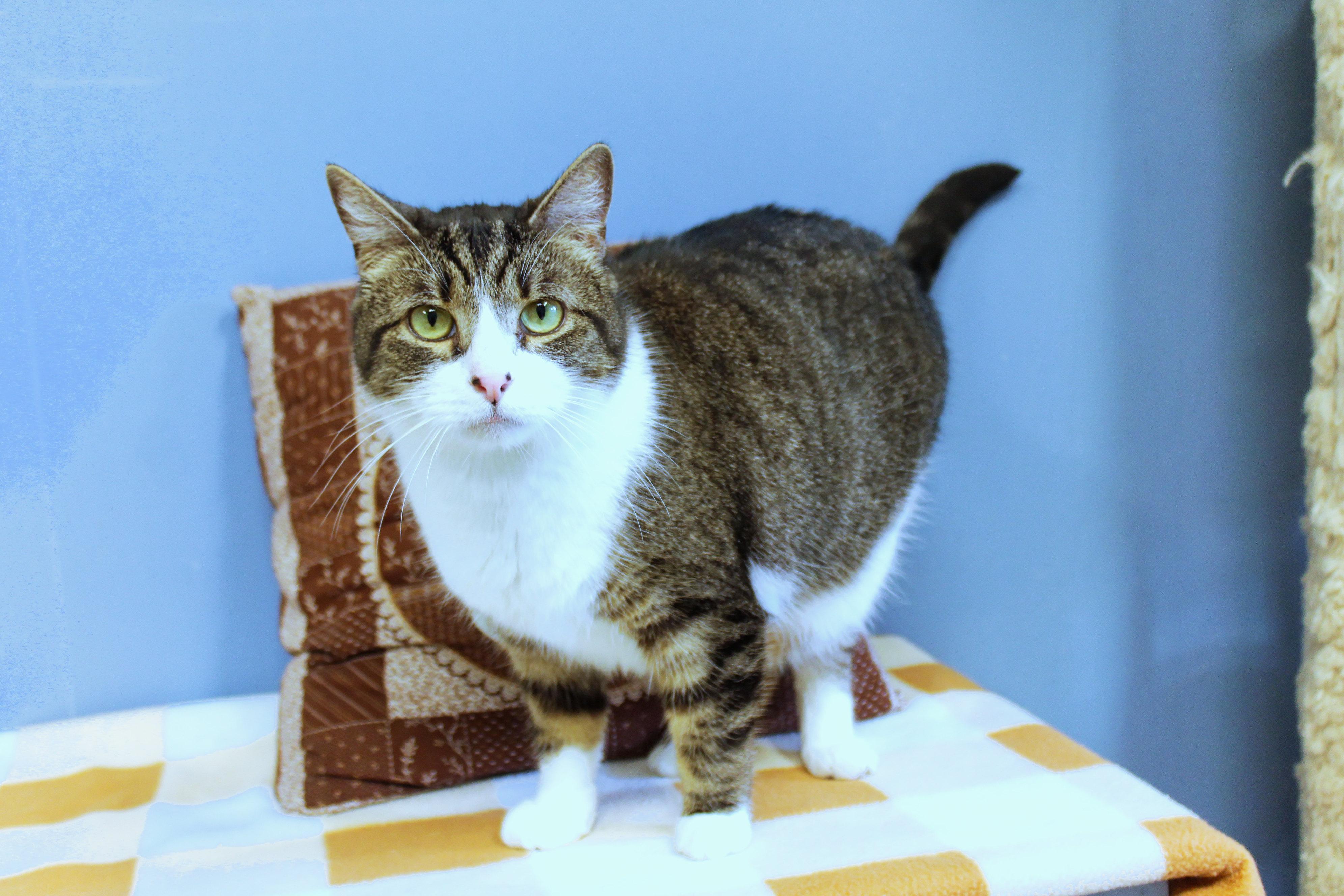 Enlarge Jackson, an adopted Domestic Short Hair in Urbana, OH image 4/6