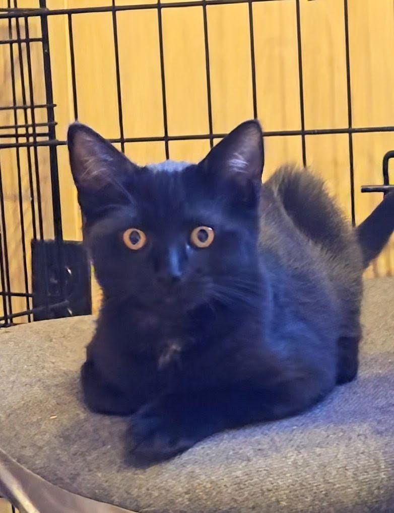 Dolly, Jenkintown PS (FCID 10/28/2025-130), Adopted, Young Female Domestic Short Hair.