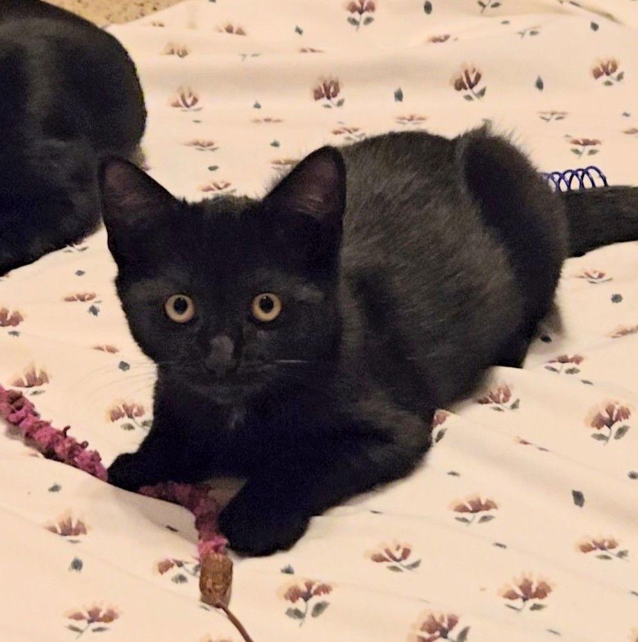 Enlarge Dolly, Jenkintown PS (FCID 10/28/2025-130), a Adopted Domestic Short Hair in Greenville, DE image 3/3