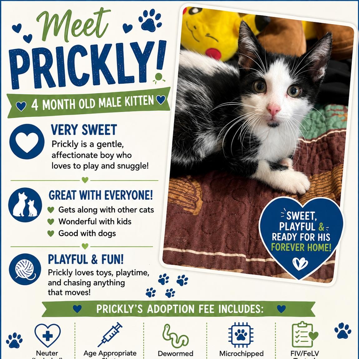 Enlarge Prickly, a Adoptable Domestic Short Hair in Davisburg, MI image 2/2