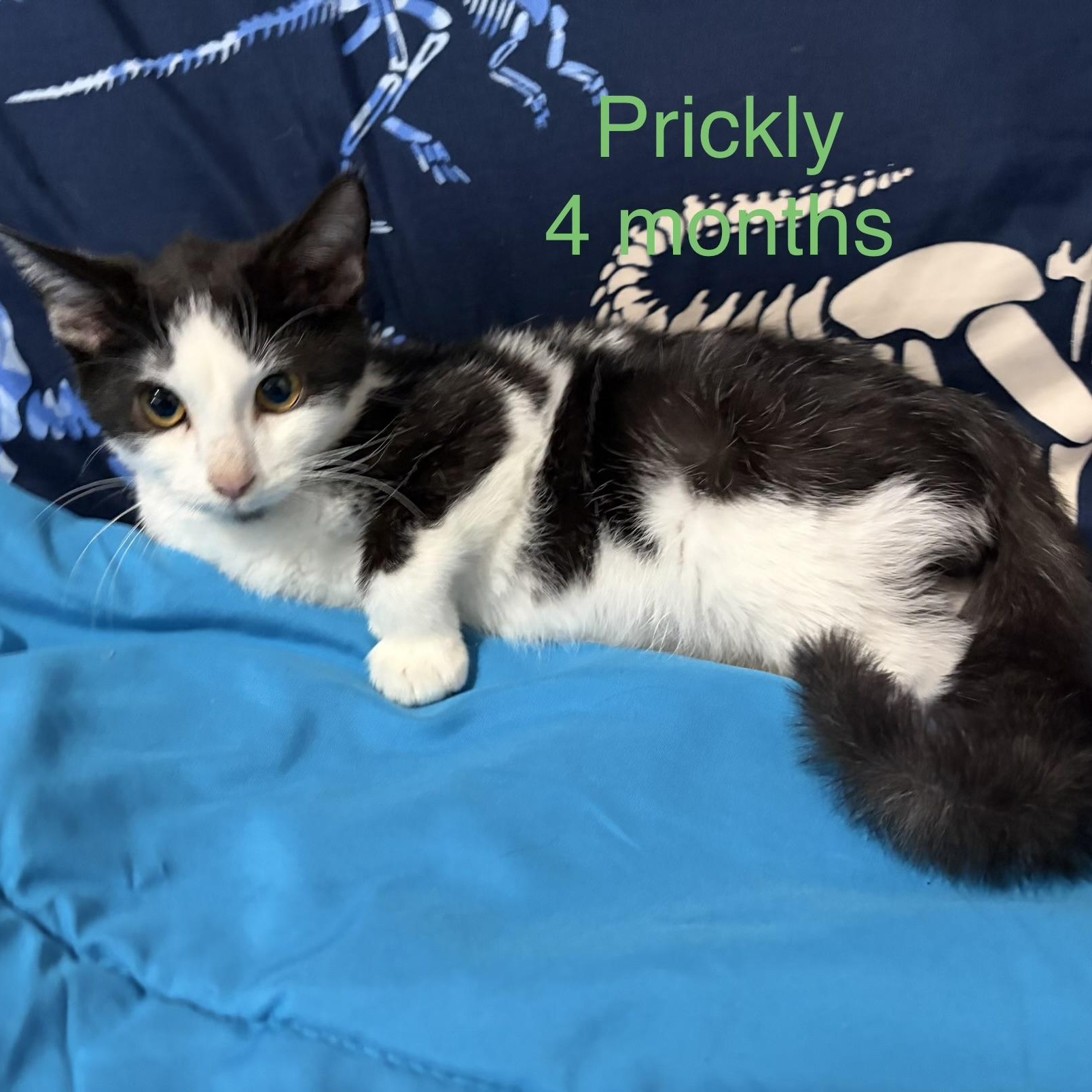 Prickly, Adoptable, Kitten Male Domestic Short Hair.