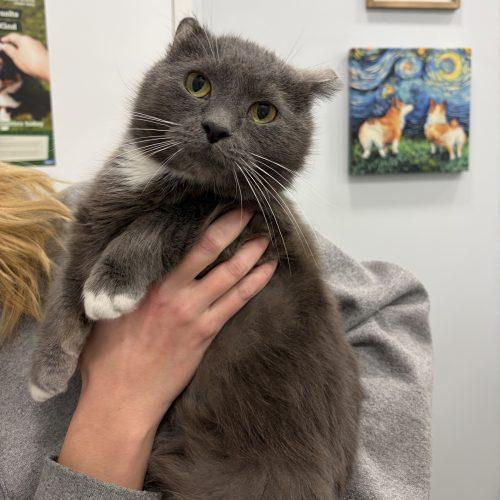 Parrot, Adoptable, Adult Male Russian Blue & Domestic Short Hair.