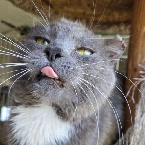 Parrot, Adoptable, Adult Male Russian Blue & Domestic Short Hair.
