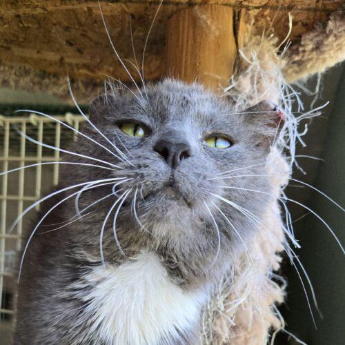 Enlarge Parrot, a Adoptable mixed breed in Knoxville, TN image 3/5