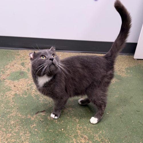 Enlarge Parrot, a Adoptable mixed breed in Knoxville, TN image 4/5