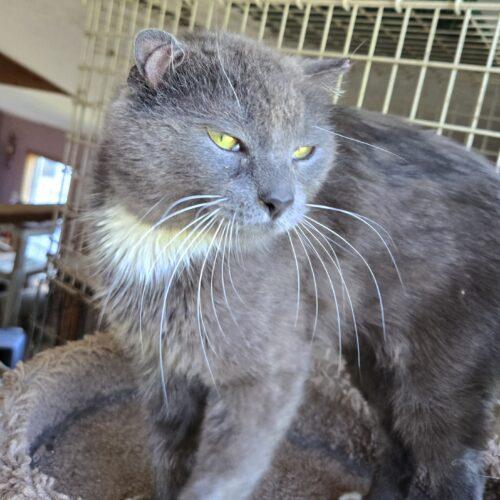 Enlarge Parrot, a Adoptable mixed breed in Knoxville, TN image 5/5