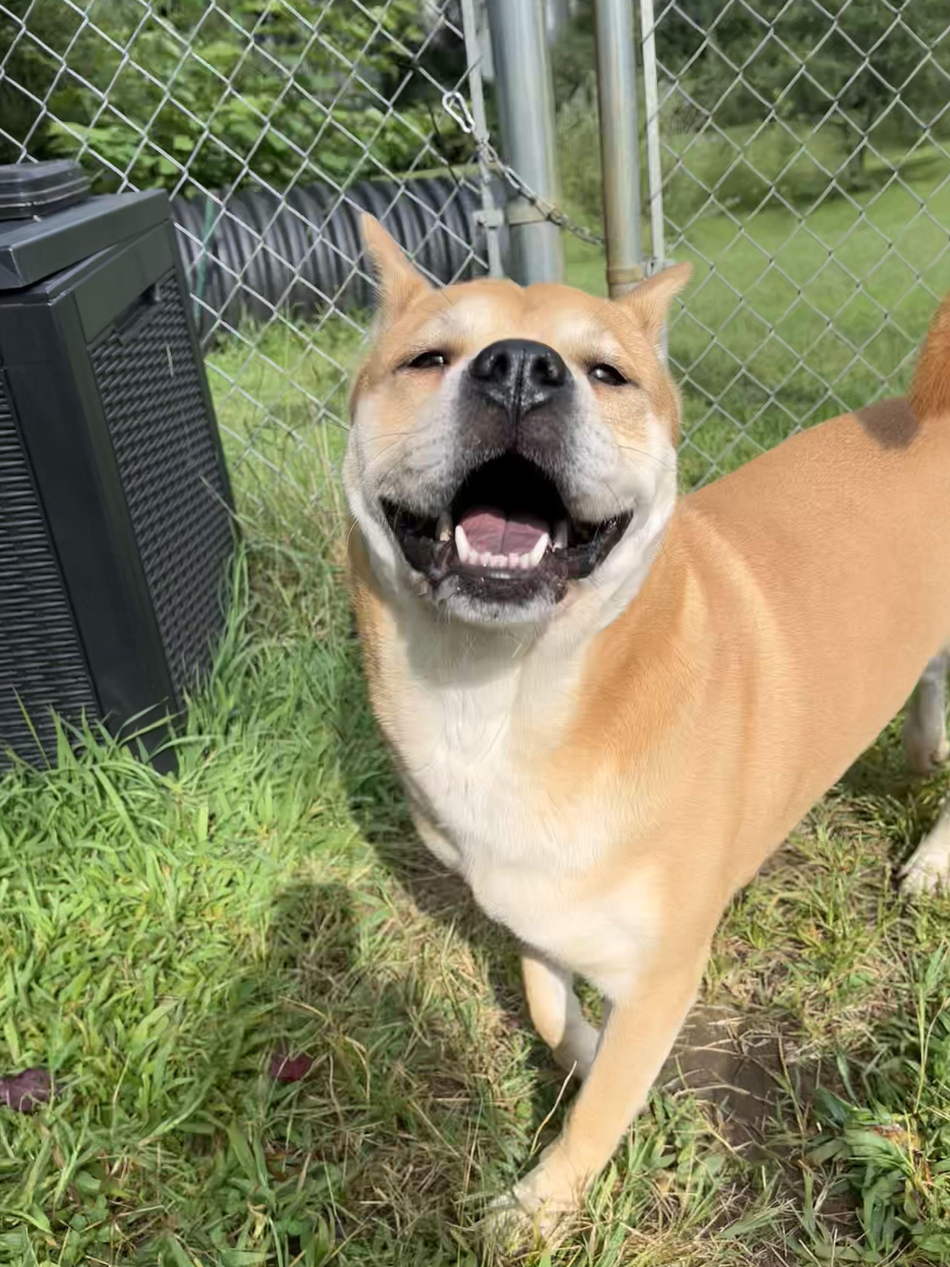 Enlarge Naan, a ADOPTABLE mixed breed in Mishawaka, IN image 3/4