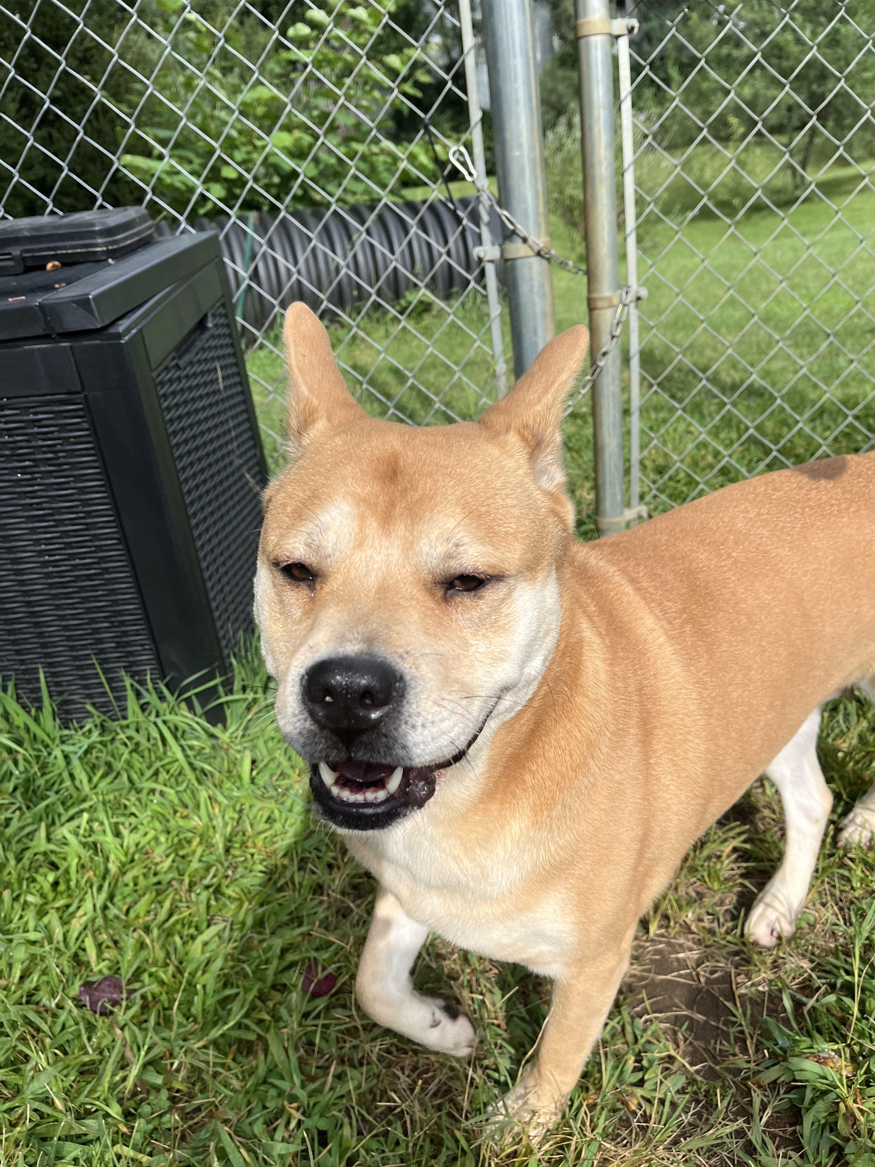 Enlarge Naan, a ADOPTABLE mixed breed in Mishawaka, IN image 2/4
