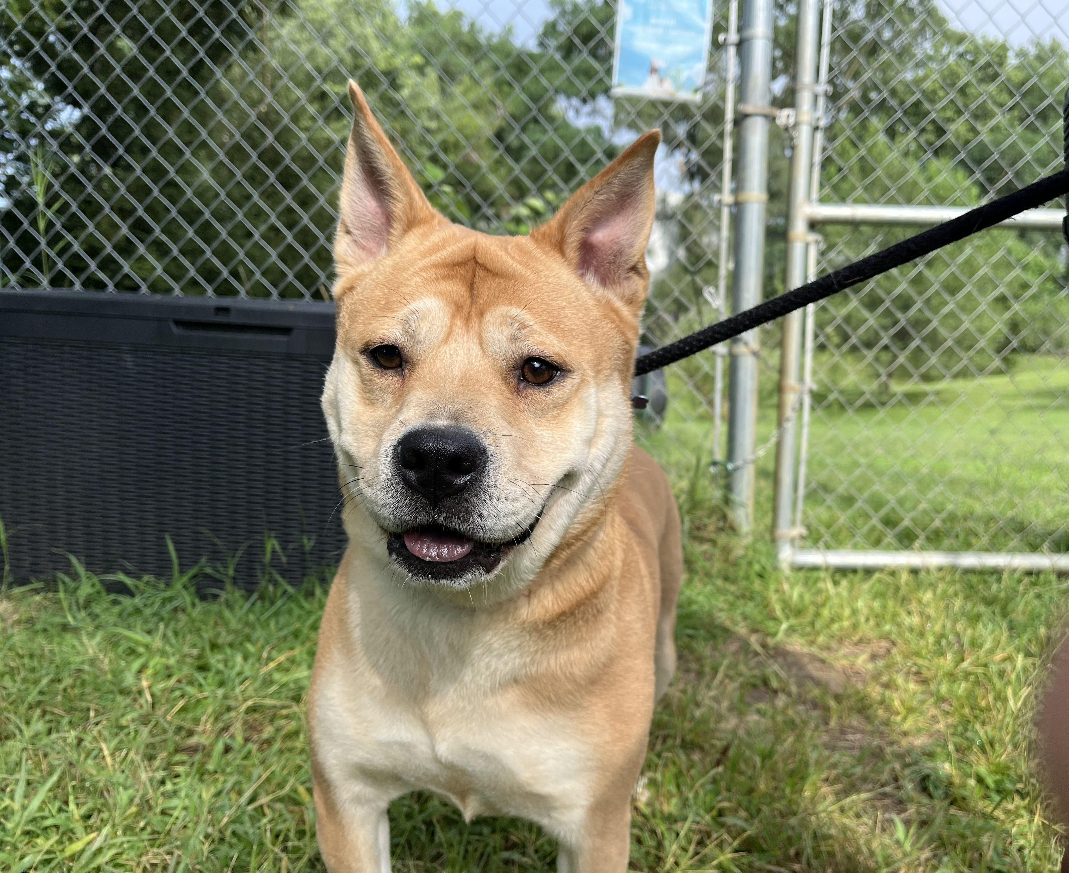 Naan, ADOPTABLE, Young Female Chow Chow.