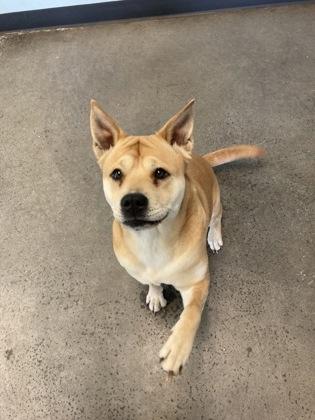 Naan, a ADOPTABLE Mixed Breed in Mishawaka, IN image 1/3