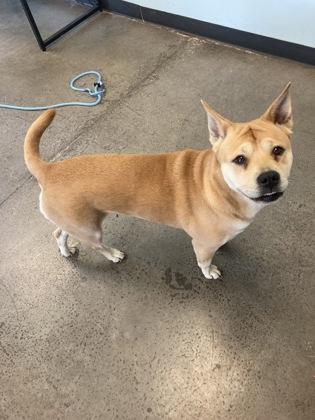Naan, a ADOPTABLE Mixed Breed in Mishawaka, IN image 2/3